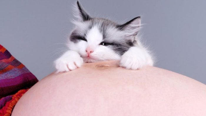 cat pregnant